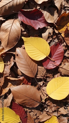 Top view of vibrant yellow, red, and brown dried leaves scattered on the forest floor.