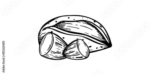Whole almond in cracked shell and two peeled halves monochrome vector composition painted by black inks. Almonds illustration for food packaging, nutritional guides, medical articles about benefits