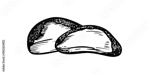Monochrome vector two peeled Brazil nut kernels illustration in engrave style. Cream nut or para nut simple line art. Raw snack for medical articles about selenium and antioxidants, vegan diet guides