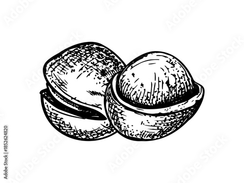 Monochrome vector macadamia nut illustration painted by black inks. One whole in its shell and another half peeled to reveal kernel. Raw food for nutritional blogs, diet guides, vegan product