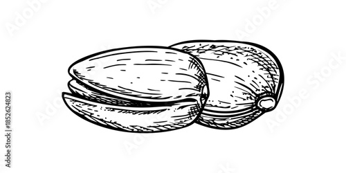 Two unpeeled pistachio nuts vector isolated black inks composition. Dried salted pistachios nut illustration for healthy snack packaging, food blogs, nutritional guides, vegan product labels