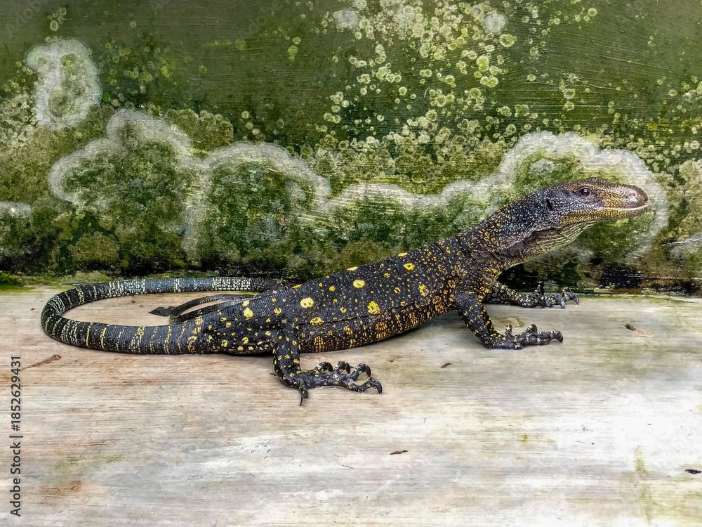 Naklejka premium A young Asian water monitor lizard Varanus salvator. Asian water monitor lizards are among the largest lizards, reaching lengths of up to 2 meters or more in adult specimens.