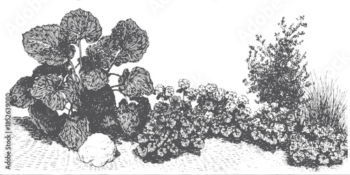 Plants and flora vector illustration in black and white. Detailed artwork showcasing various leaves and textures in a botanical set.