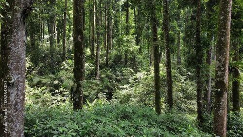 Aerial View of Lush Rubber and Damar Forest with Laurel and Orchid Plants