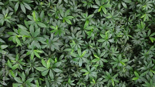 Aerial Video of Scenic Forest with Laurel and Orchid Plants