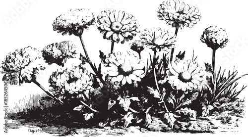 Vintage black and white floral illustration featuring a set of daisies. This botanical vector illustration captures flowers in a classic style.