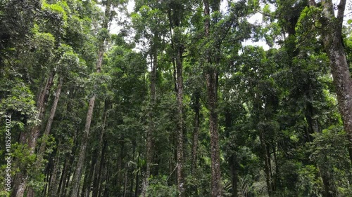 Aerial View of Lush Rubber and Damar Forest with Laurel and Orchid Plants