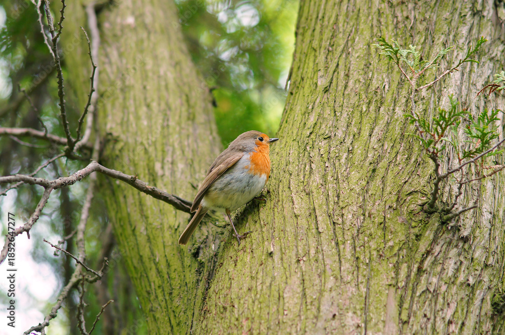 Fototapeta premium Wild robin redbreast sitting on a thuja trunk . Wild birds, fauna, wildlife protection. 