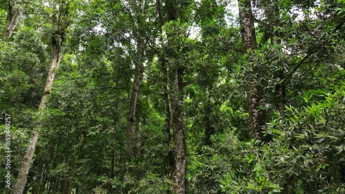 Aerial View of Lush Rubber and Damar Forest with Laurel and Orchid Plants