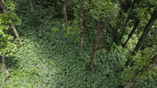 Aerial View of Lush Rubber and Damar Forest with Laurel and Orchid Plants