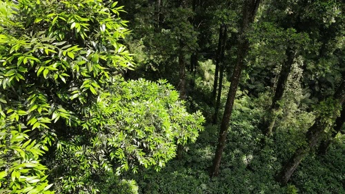 Aerial View of Lush Rubber and Damar Forest with Laurel and Orchid Plants