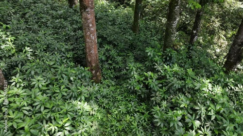 Aerial View of Lush Rubber and Damar Forest with Laurel and Orchid Plants