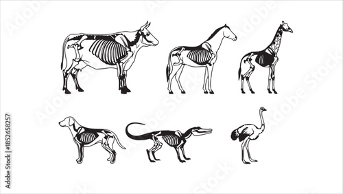Animal Skeletal Anatomy Vector Set Cow, Horse, Dog, Cat, Pig, Giraffe, Ostrich, Duck, Capybara, Otter, Hedgehog, Chameleon, Mouse, Hen. Scientific illustration..