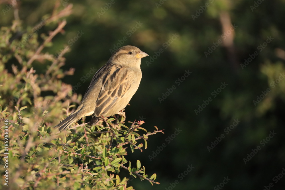 Obraz premium Male House Sparrow (Passer domesticus) perched on a tree branch with a blurred natural background. Close-up portrait of a common small bird , House Sparrow (Passer domesticus) standing on the ground f
