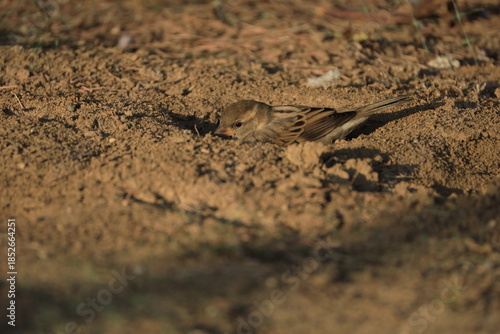 Male House Sparrow (Passer domesticus) perched on a tree branch with a blurred natural background. Close-up portrait of a common small bird , House Sparrow (Passer domesticus) standing on the ground f