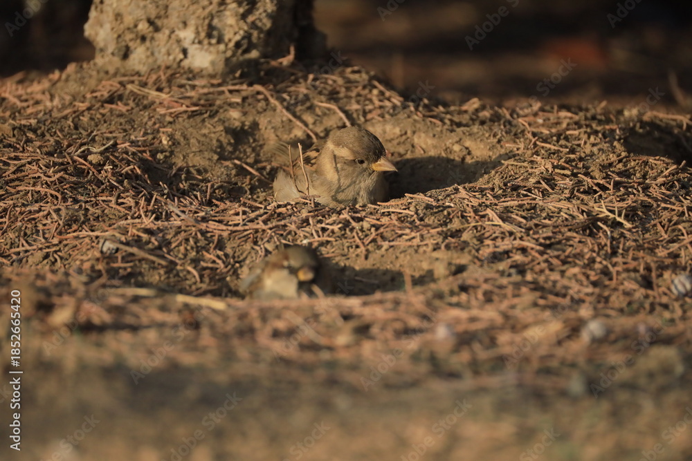 Fototapeta premium Male House Sparrow (Passer domesticus) perched on a tree branch with a blurred natural background. Close-up portrait of a common small bird , House Sparrow (Passer domesticus) standing on the ground f
