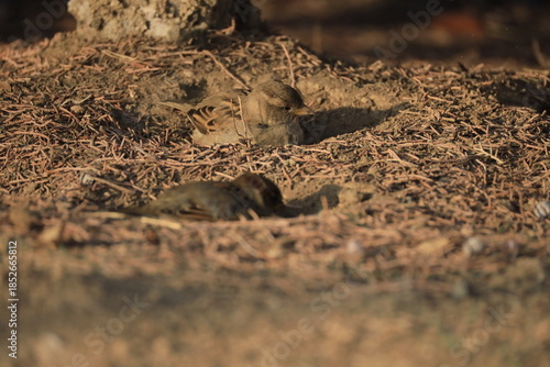 Male House Sparrow (Passer domesticus) perched on a tree branch with a blurred natural background. Close-up portrait of a common small bird , House Sparrow (Passer domesticus) standing on the ground f