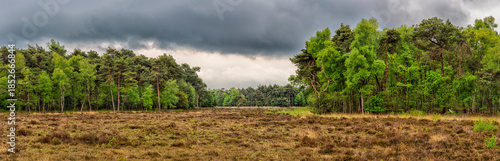 Panoramic view of forest with heather field under cloudy sky