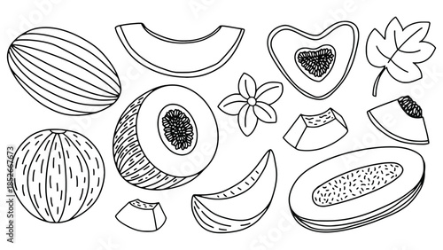 Fresh collection of melon slices, whole fruits, and a leaf, illustrated in a simple outline style.