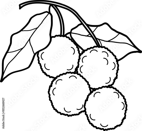 outline illustration of lychee for coloring page