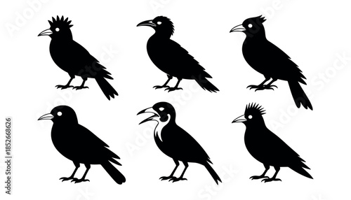 Black silhouettes of six birds with different postures and beak shapes on white background bird silhouettes