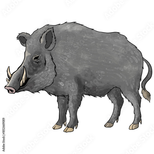 Wild boar illustration digital drawing watercolor