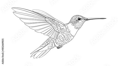 Delicate hummingbird in mid-flight, showcasing intricate wing details and a slender beak.