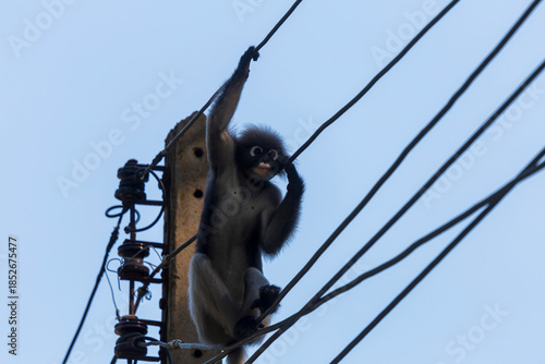 Dusky langur (Spectacled Langur) sitting on electric pole.