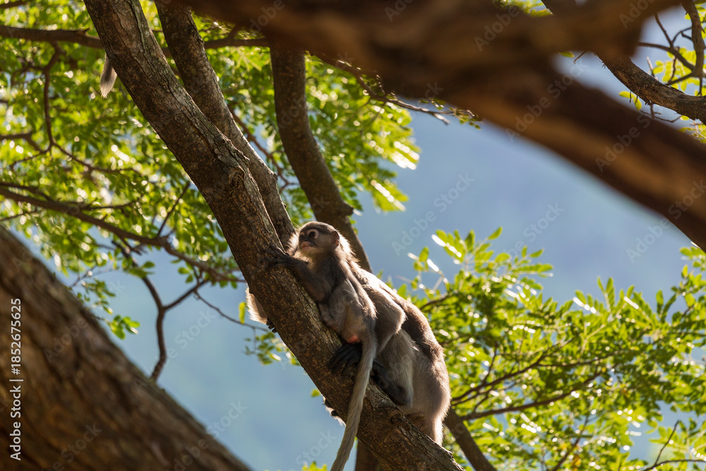 Fototapeta premium Dusky langur (Spectacled Langur) family sitting on the tree in the forest.