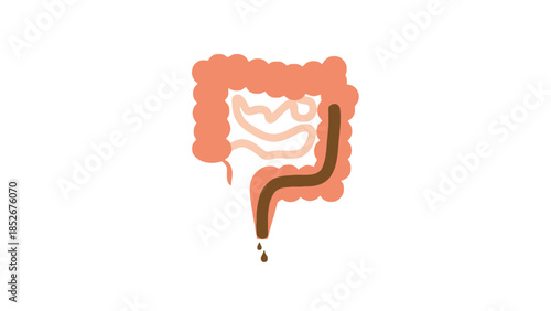 Digestive system, human gut, intestine, colon, health, anatomy, medical, illustration, bowel