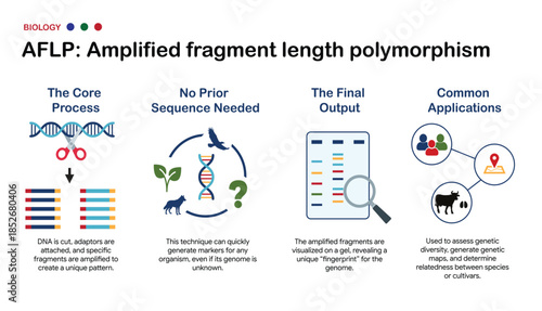 Educational infographic outlining the AFLP method, a genetic fingerprinting technique used to detect DNA variation without prior sequence data.