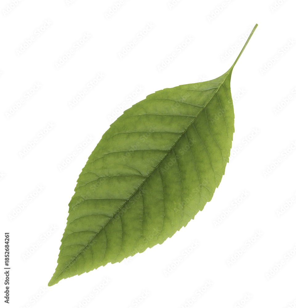 Fototapeta premium Green leaf isolated on white transparent background.
