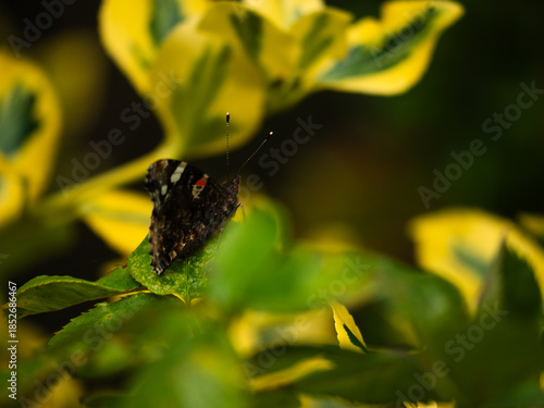 Red Admiral butterfly with closed wings on yellow leaves