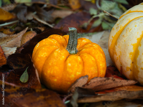 Orange Pumpkin squash in carpet of autumn leaves