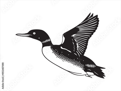 Loon Flying Bird Silhouette, Vector, Illustration.  Loon silhouette vector illustration on flying design