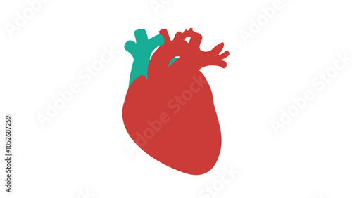 Human heart anatomy illustration with red and green colors on white background