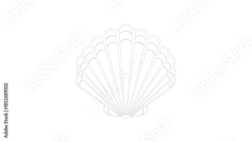 A delicate white scallop shell isolated on a pure white background.