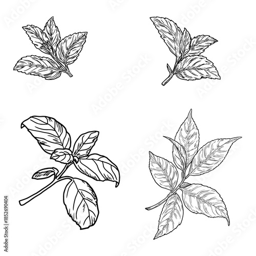 Basil, mint, and bay leaf sprigs and leaves, black and white sketch. Vector illustration. Kitchen herbs and spices isolated on white background. Sprig with leaves.