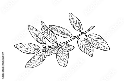 Bay laurel branches and leaves, black and white sketch. Vector illustration. Kitchen herbs and spices isolated on white background. Twig with leaves.