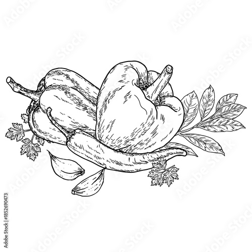 Hot chili and bell peppers, parsley leaves, and a sprig of bay leaf, sketch. Vector illustration. Fresh farm vegetables and garlic cloves isolated on a white background. 