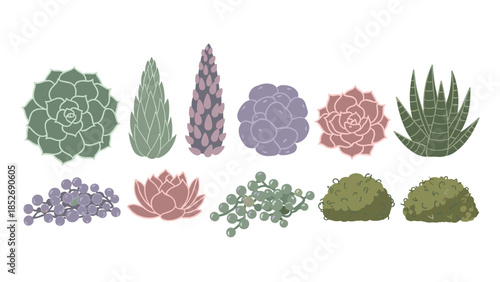A charming collection of various succulent plants viewed from above, including echeveria and string of pearls. This top-down botanical set is perfect for modern and minimalist designs.