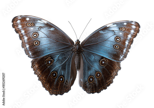 Blue Morpho Butterfly with Ocelli Wing Patterns and Iridescent Blue and Brown Hues isolated on a transparent background