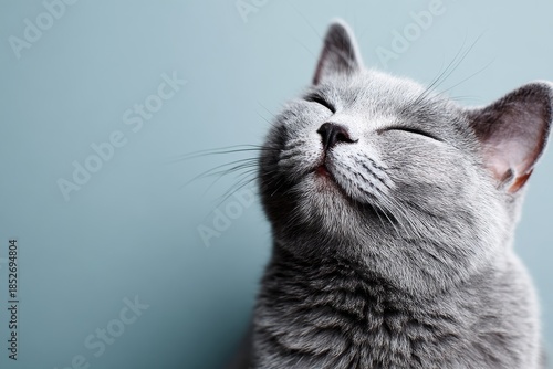 Portrait of a happy british shorthair cat while standing against soft blue background.