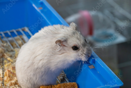 a small, fluffy grey and white dwarf hamster sitting on light wood shavings inside a blue plastic container.