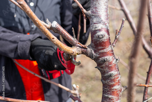 Foto A gardener carries out spring pruning of trees in the garden using electric prun