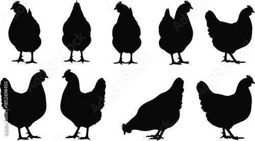Set of chicken and hen silhouettes vector collection isolated on white background for farm animal poultry agriculture design use