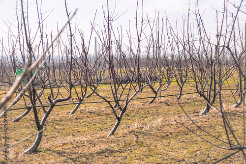 Vast rows of dormant fruit trees on a trellis stretch into the distance across a vast orchard, the scale of agricultural work