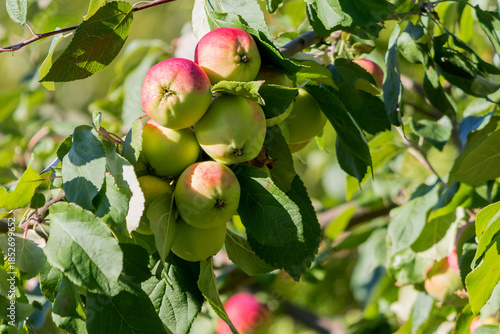 A bunch of ripe apples hangs on a branch of a fruit tree.