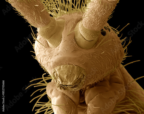 Springtail head, SEM