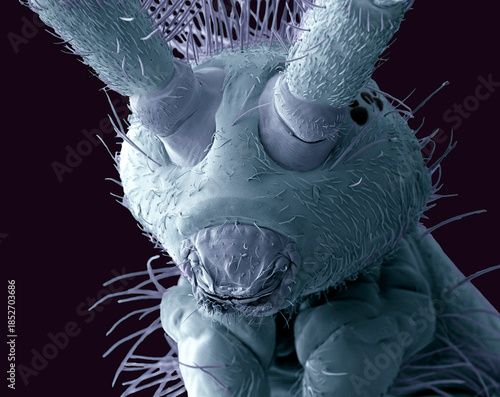 Springtail head, SEM